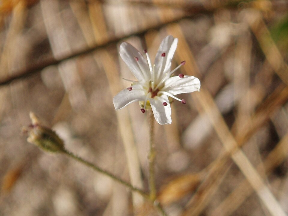 King's Sandwort