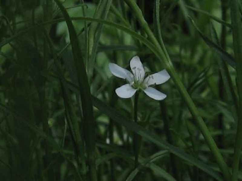 Marsh Sandwort