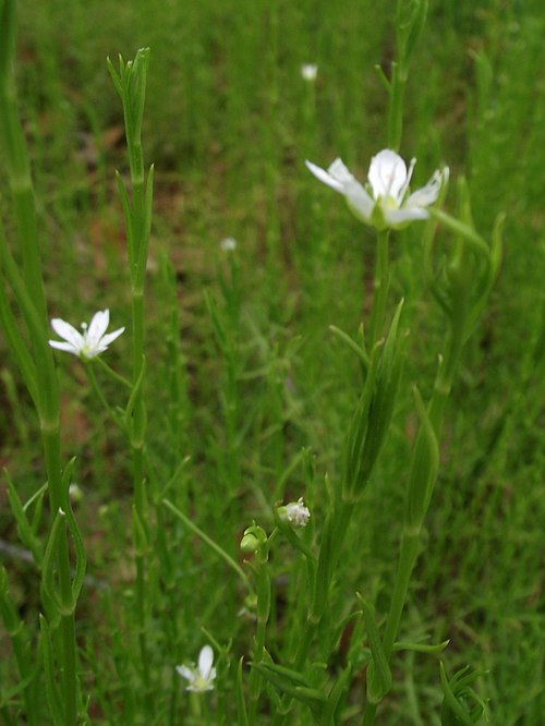 Marsh Sandwort