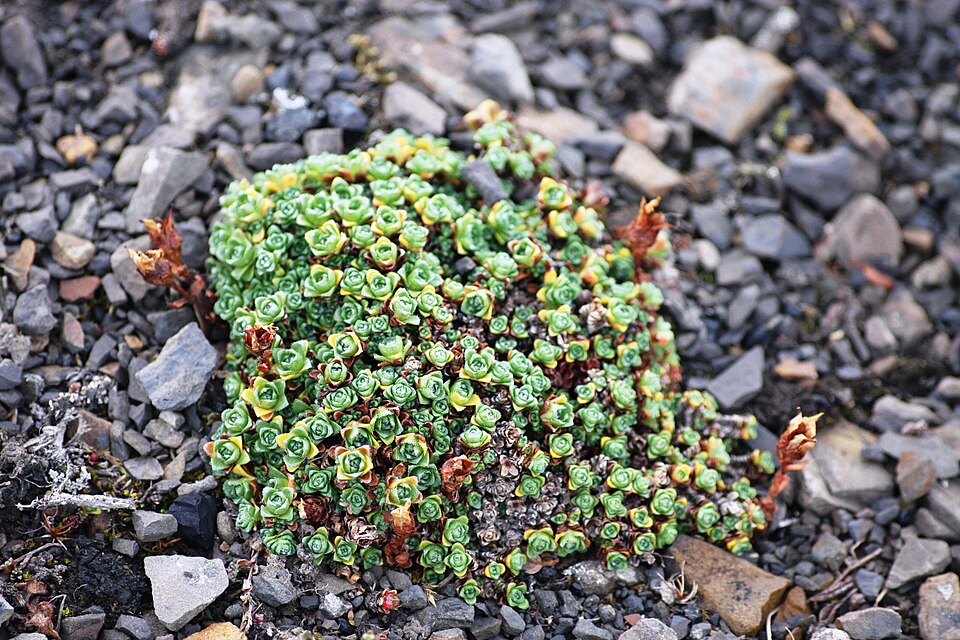 Tundra Sandwort