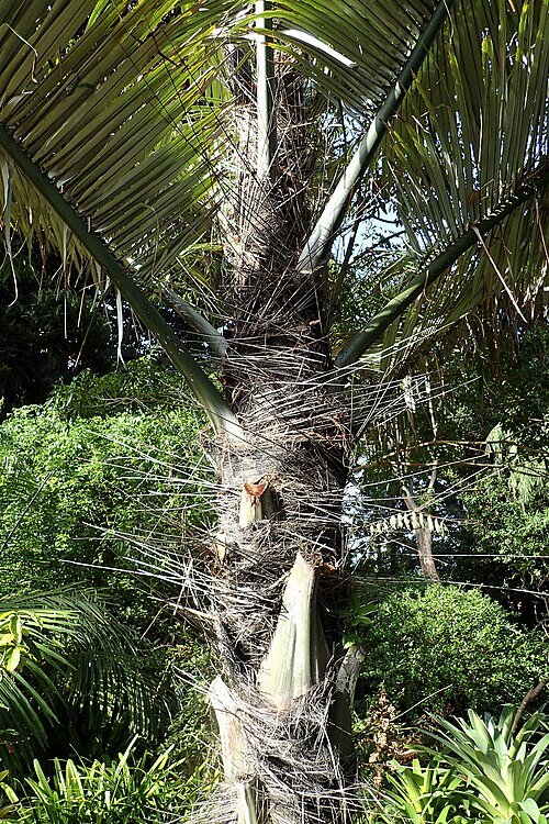 Sugar Palm