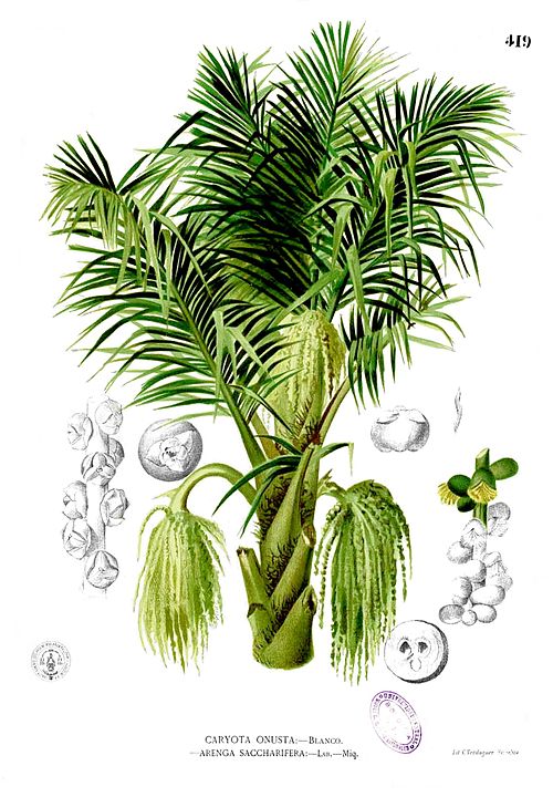 Sugar Palm