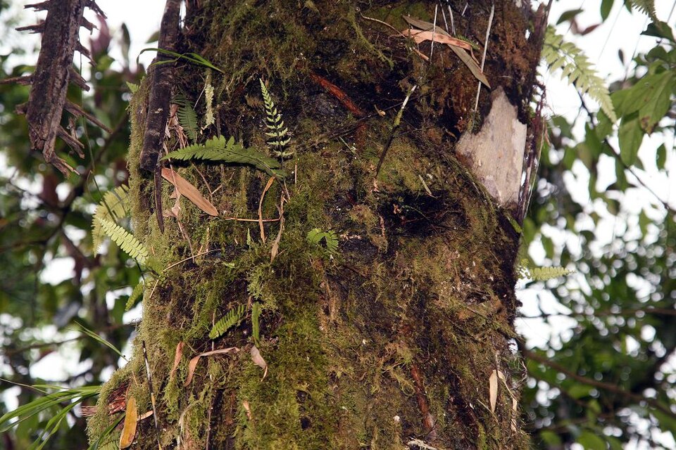 Sugar Palm