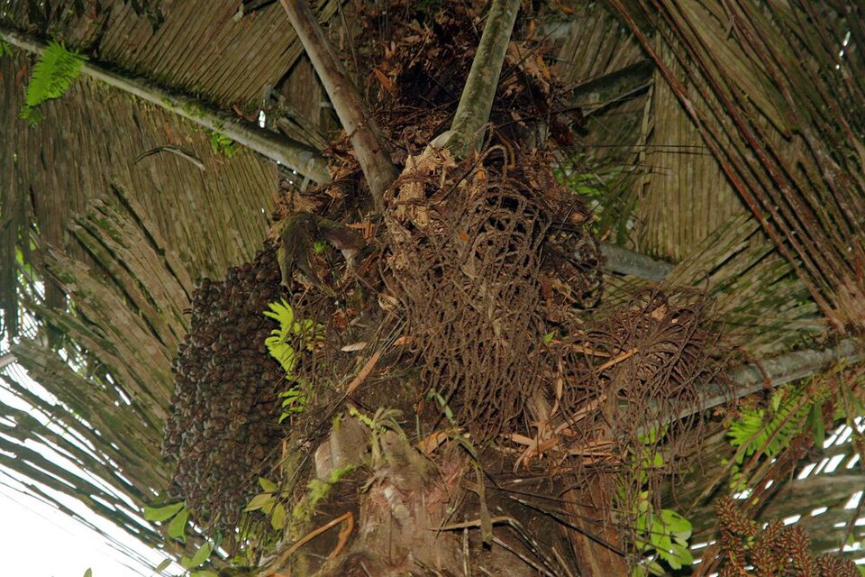 Sugar Palm