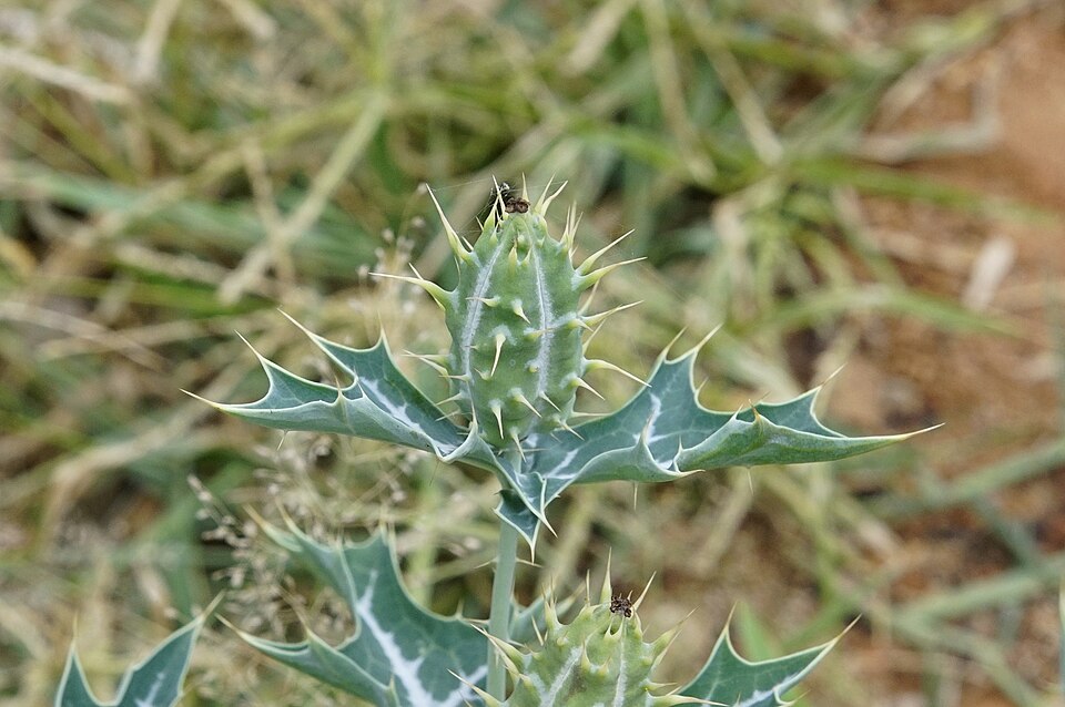 Mexican Pricklypoppy