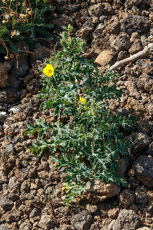 Mexican Pricklypoppy