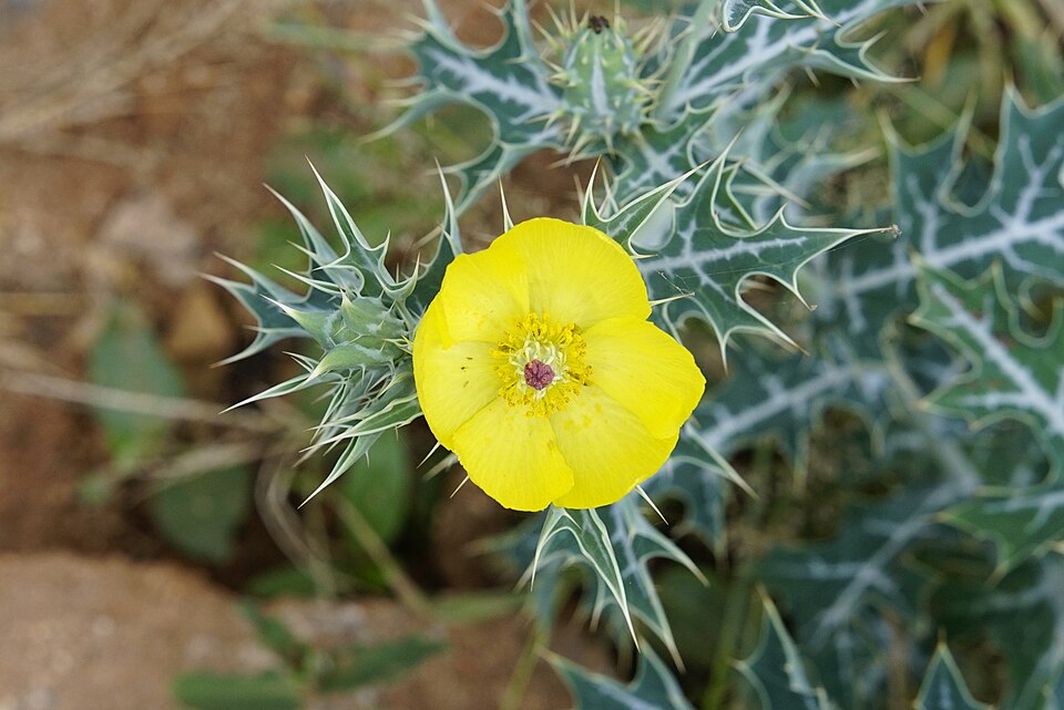 Mexican Pricklypoppy