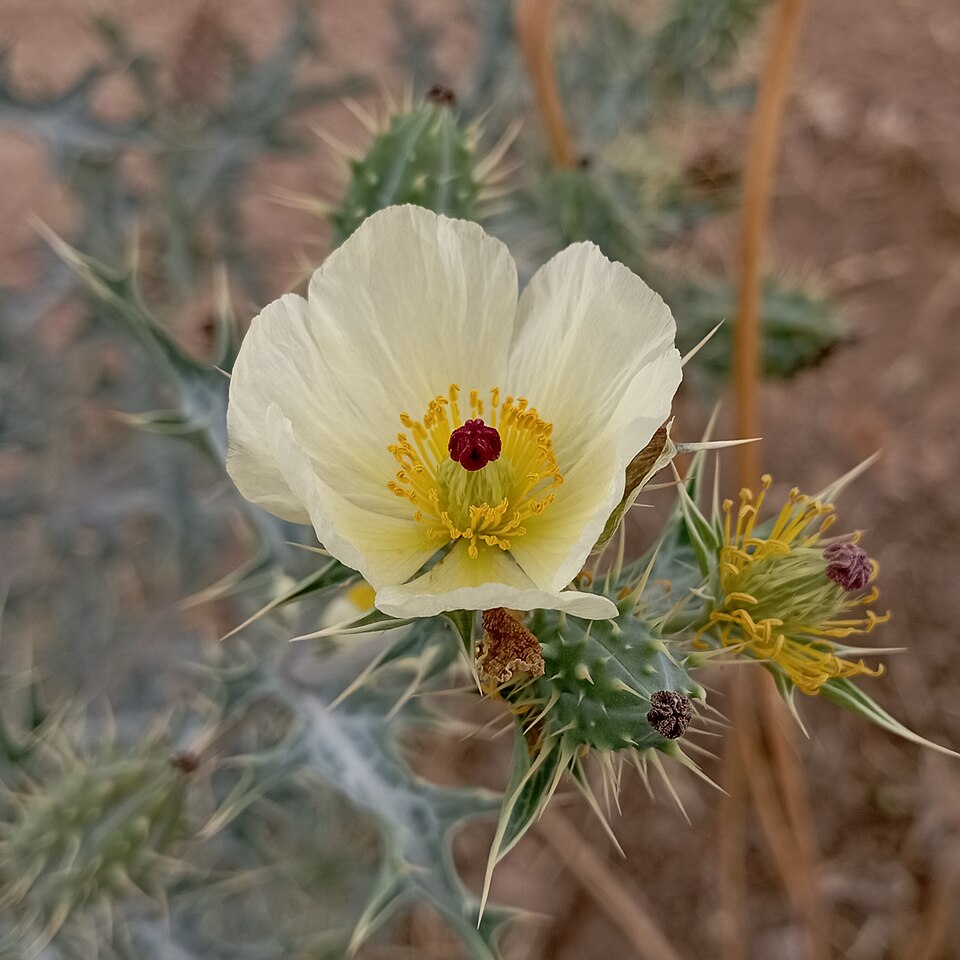 Pale Mexican Pricklypoppy