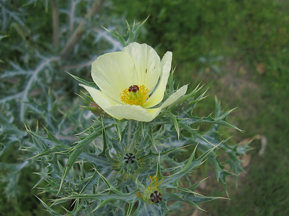Pale Mexican Pricklypoppy