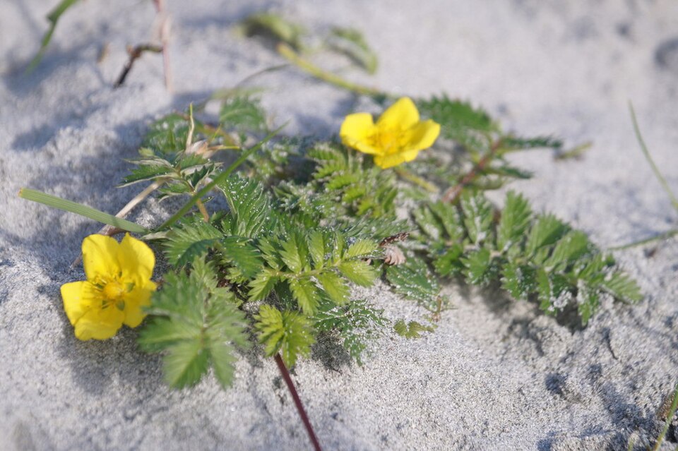 Silverweed Cinquefoil
