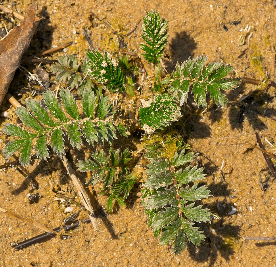 Silverweed Cinquefoil