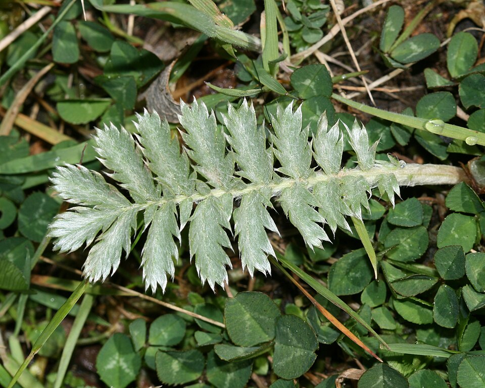 Silverweed Cinquefoil
