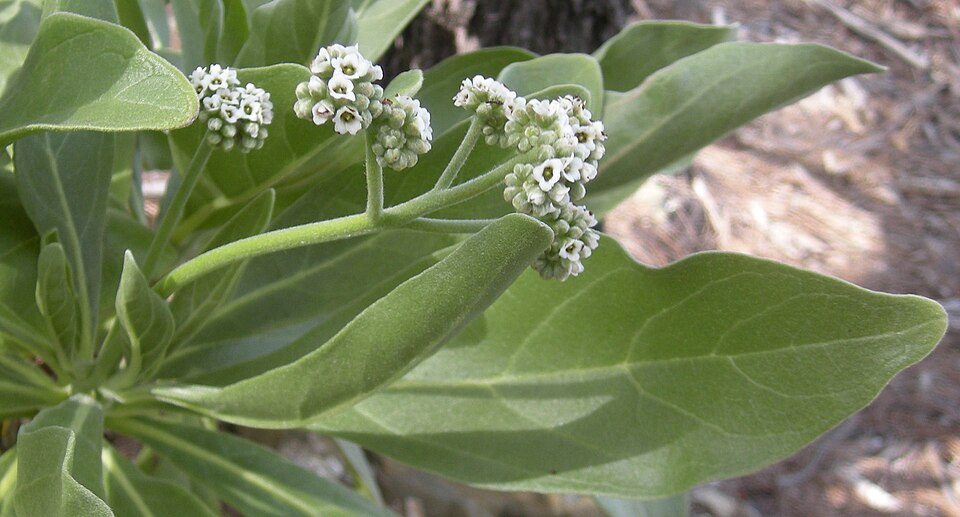 Sea Rosemary
