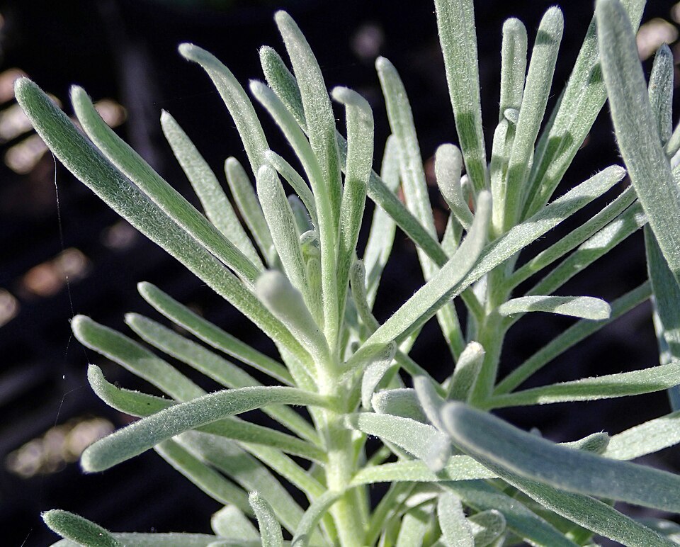Sea Rosemary