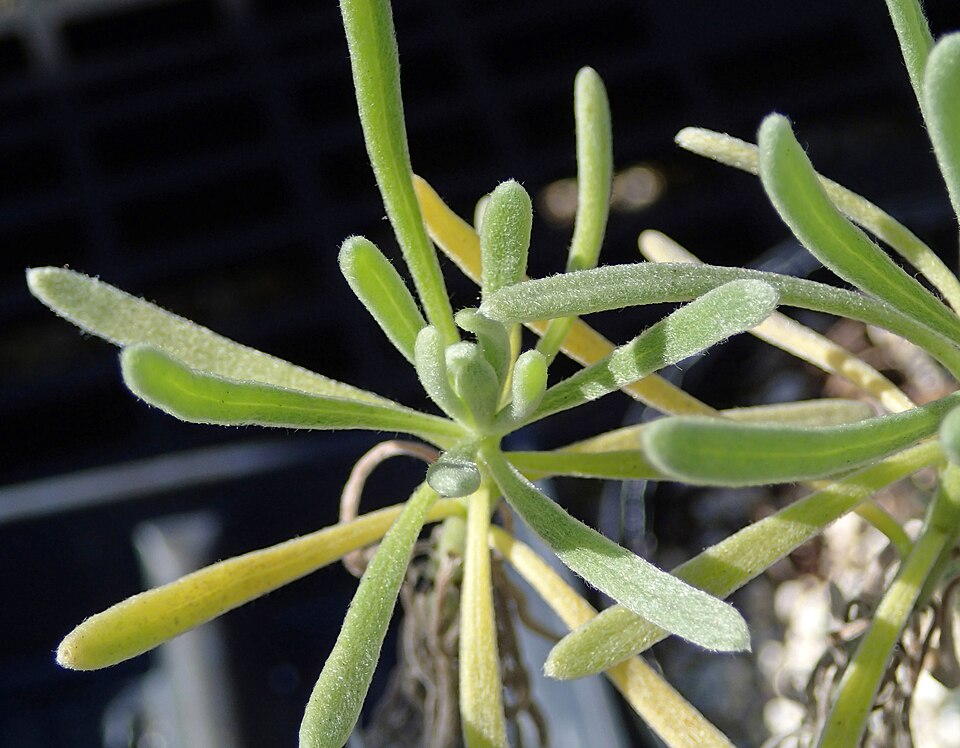 Sea Rosemary
