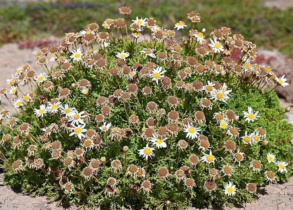 Marguerite