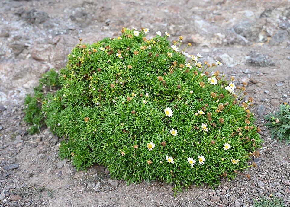 Marguerite