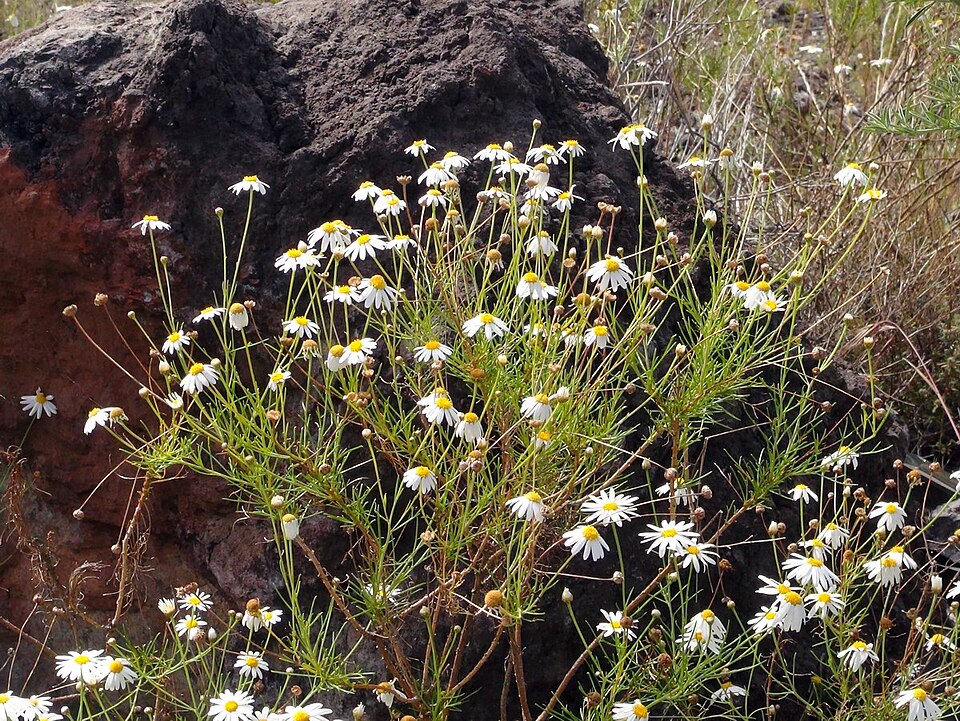 Tenerife White Marguerite