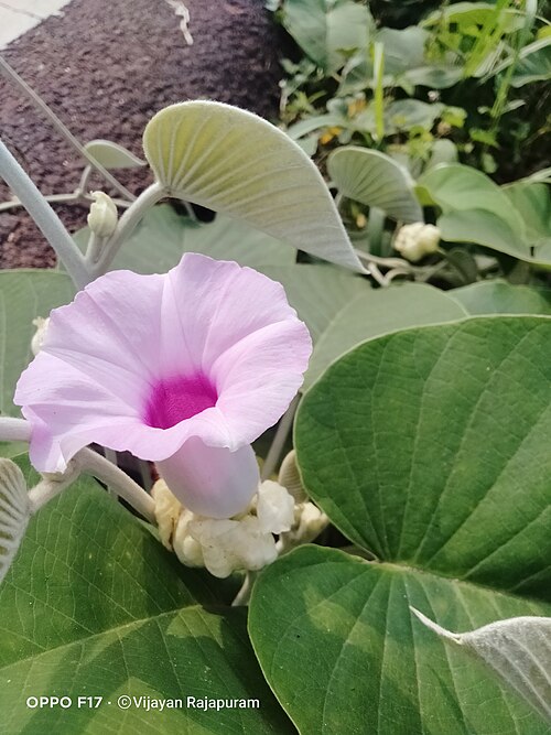 Elephant Creeper