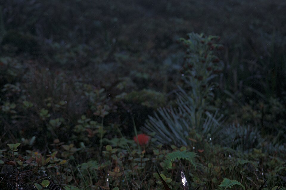 Eke Silversword