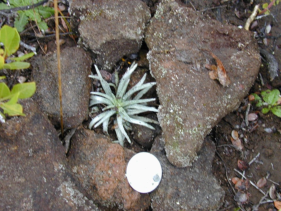 Kau Silversword