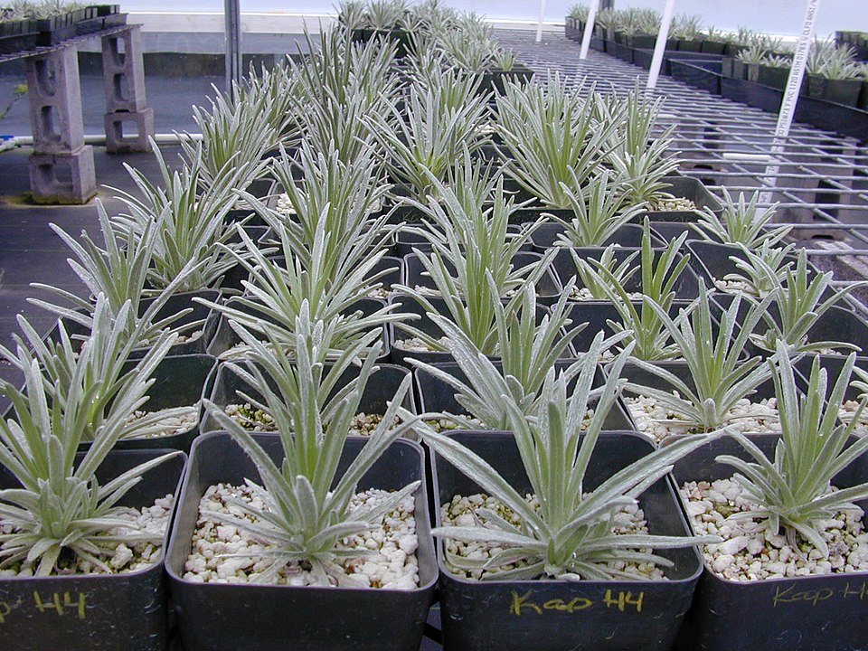 Kau Silversword