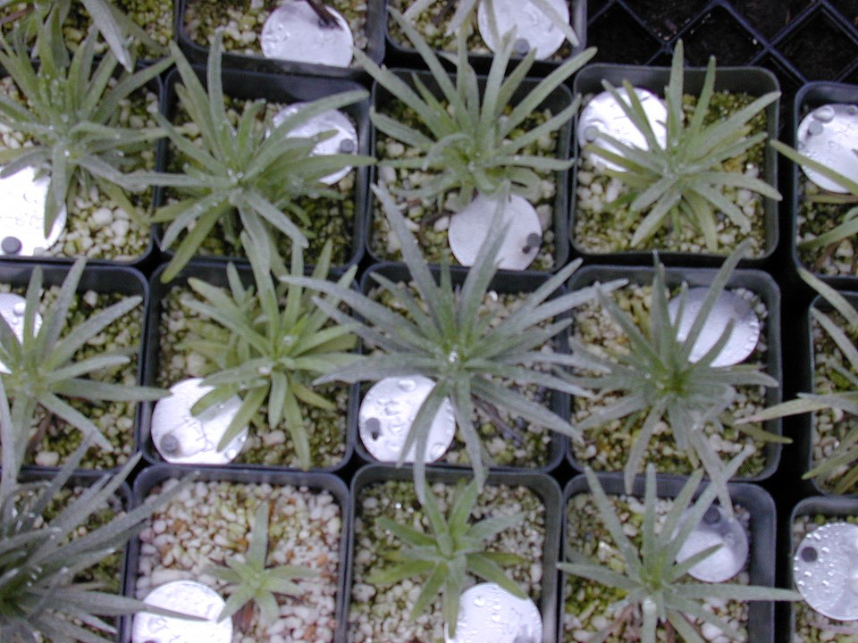 Kau Silversword