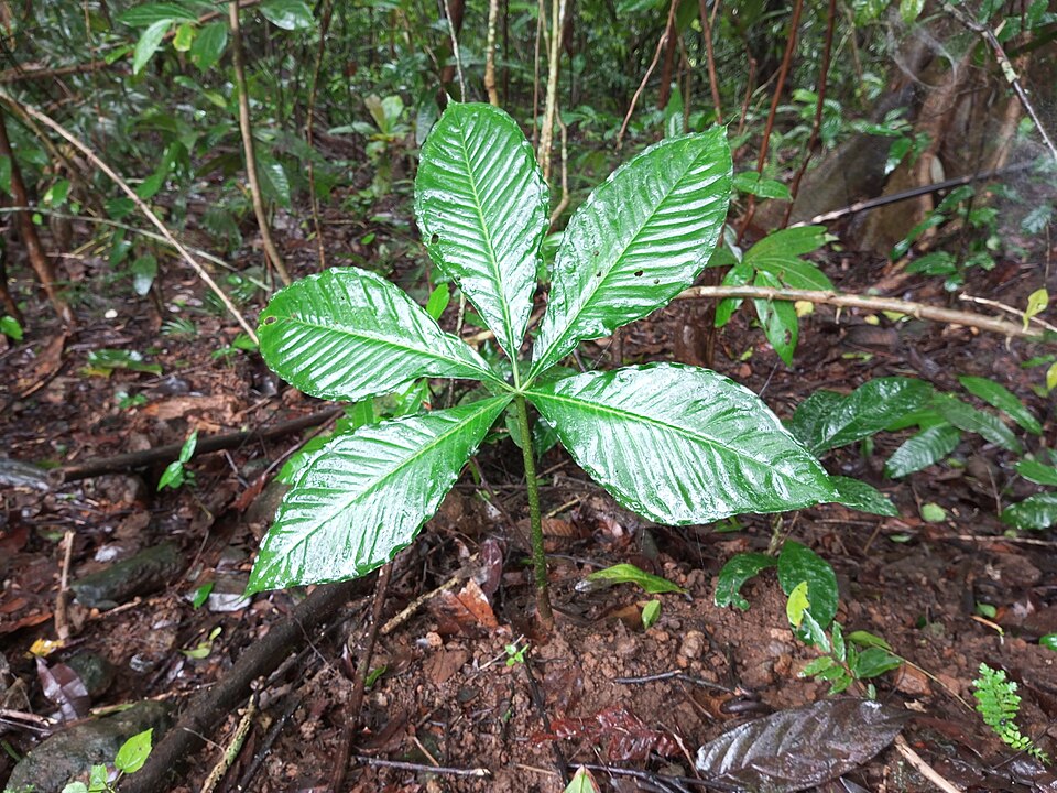 Jack In The Pulpit