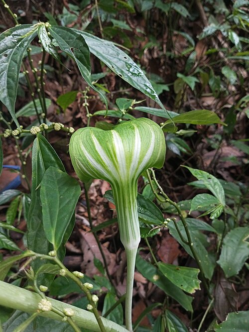 Jack In The Pulpit