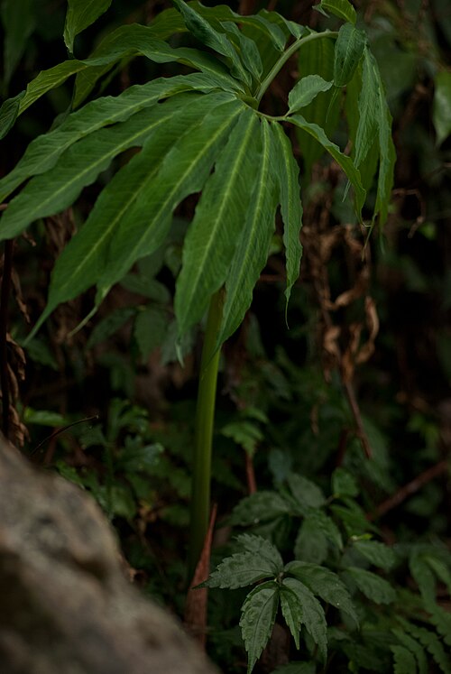 Arisaema