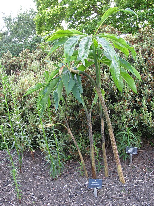 Arisaema