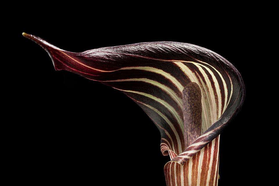 Japanese Arisaema
