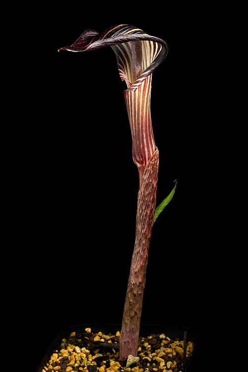 Japanese Arisaema