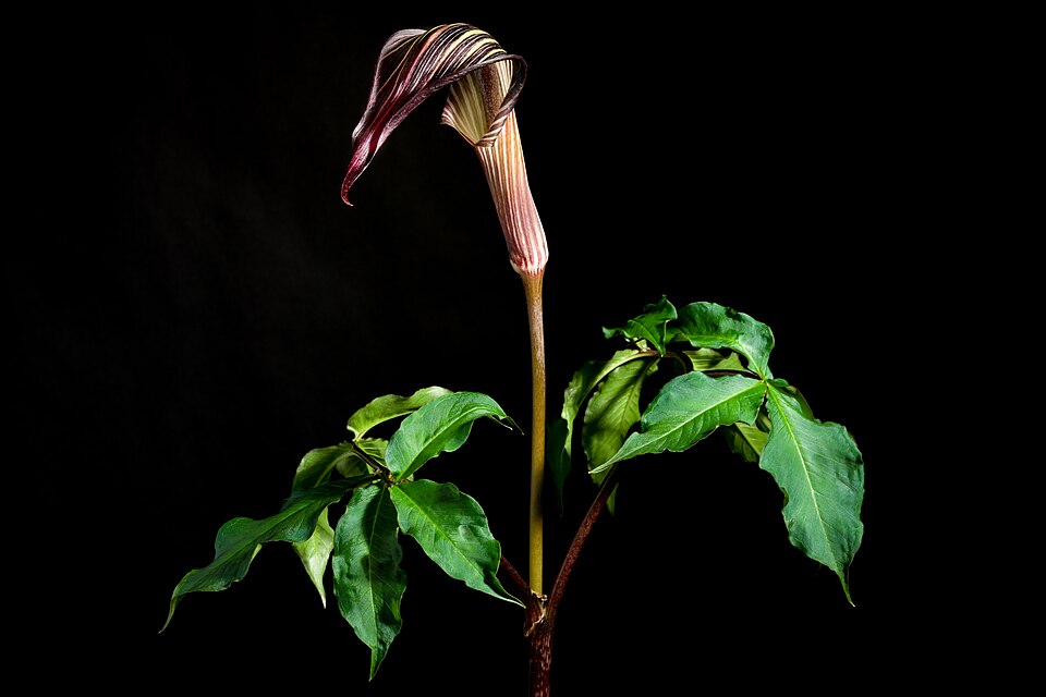 Japanese Arisaema