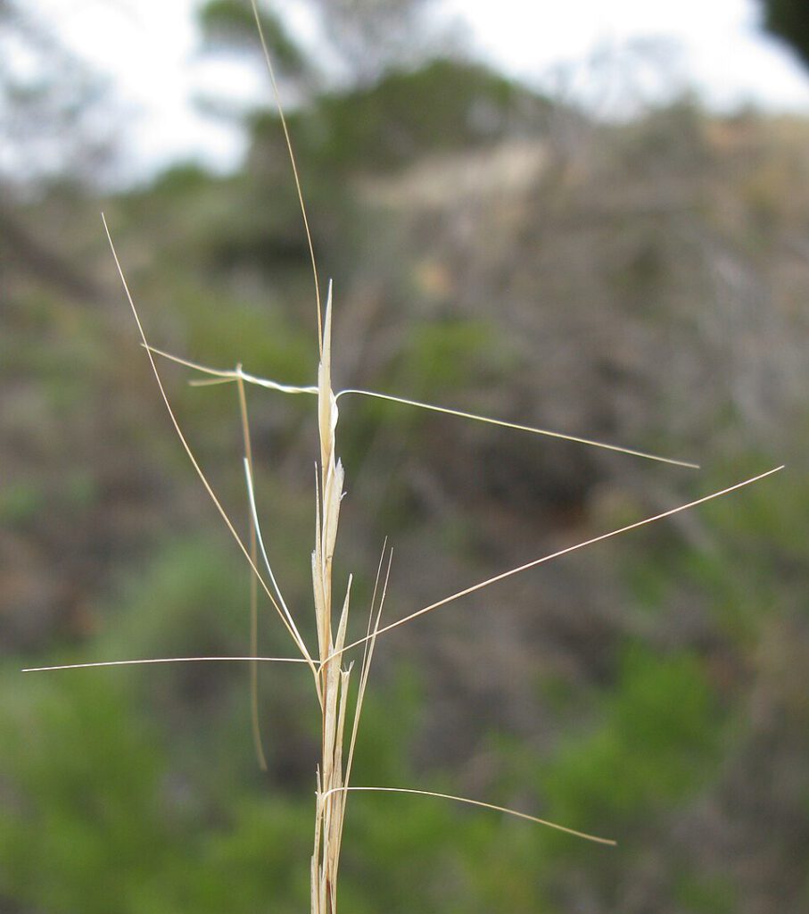 Bunch Kerosene Grass