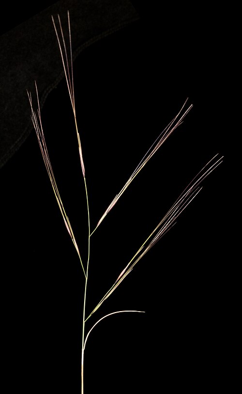 Bunch Kerosene Grass