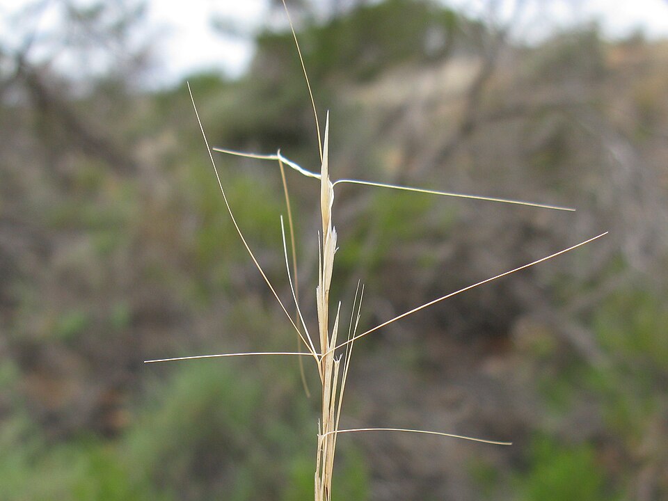 Bunch Kerosene Grass