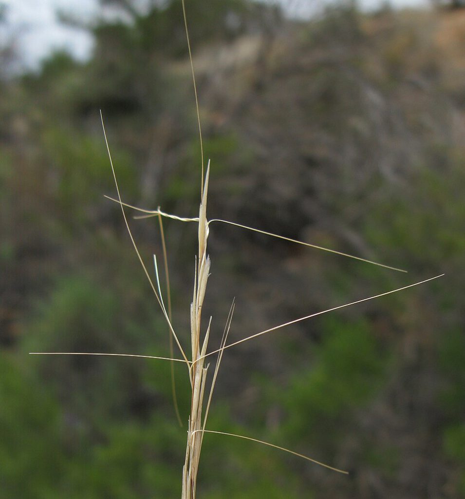 Bunch Kerosene Grass