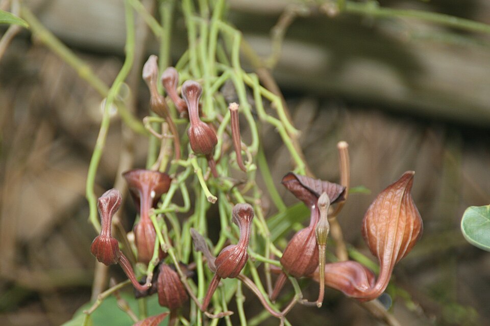 Florida Dutchman's Pipe