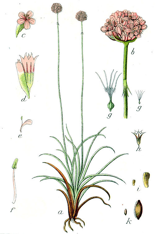 Armeria