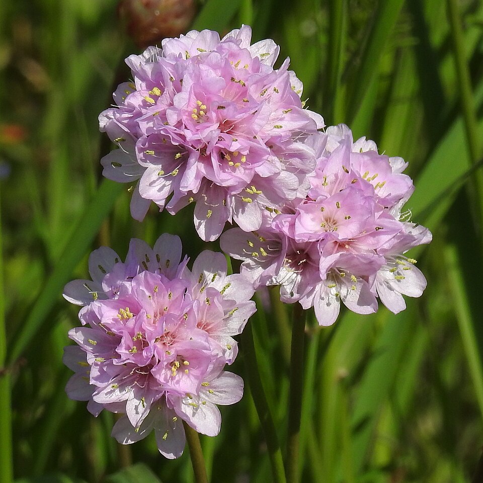 Armeria