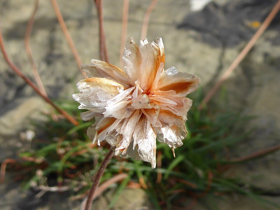 Armeria