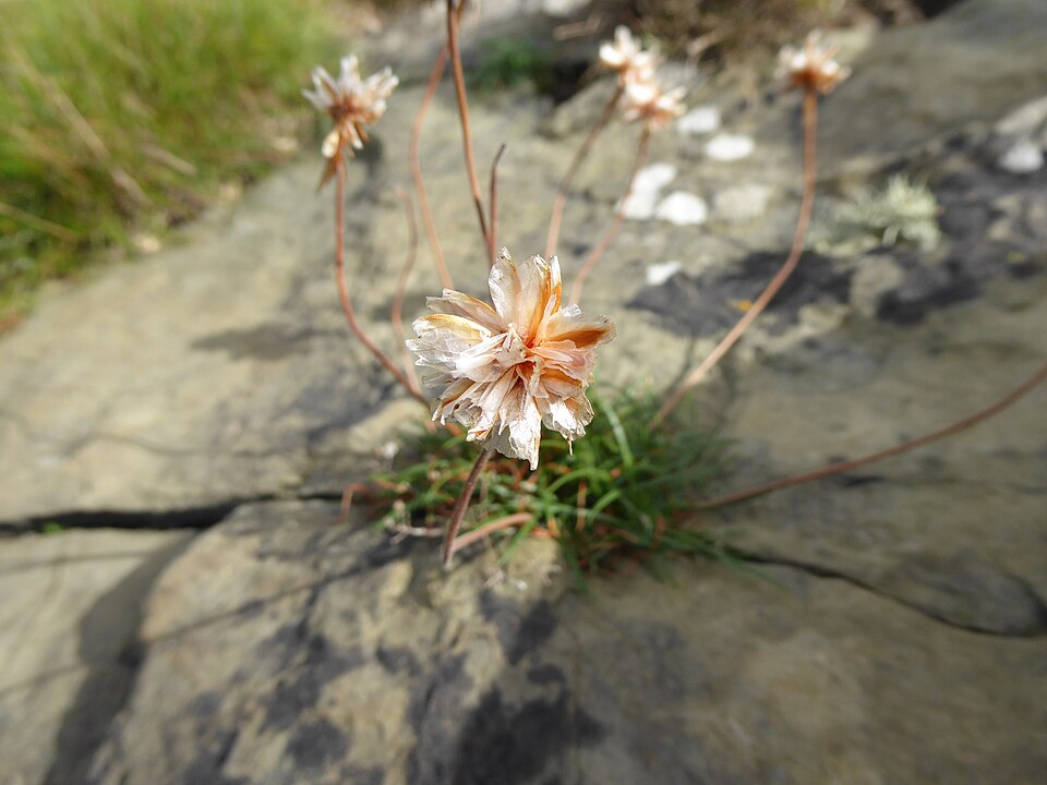 Armeria