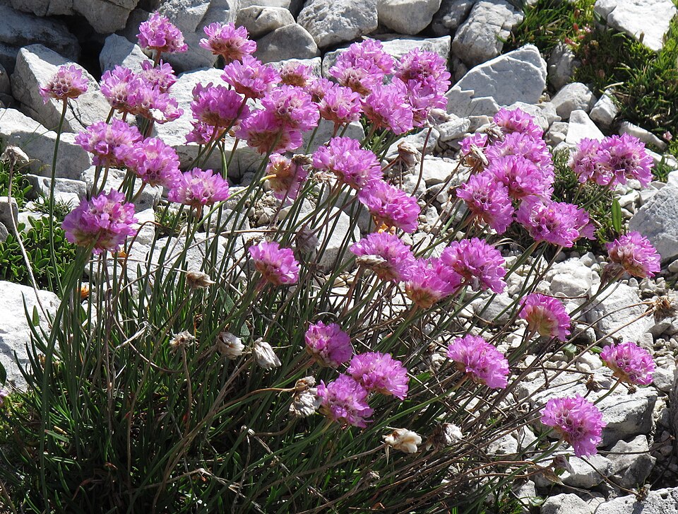 Armeria