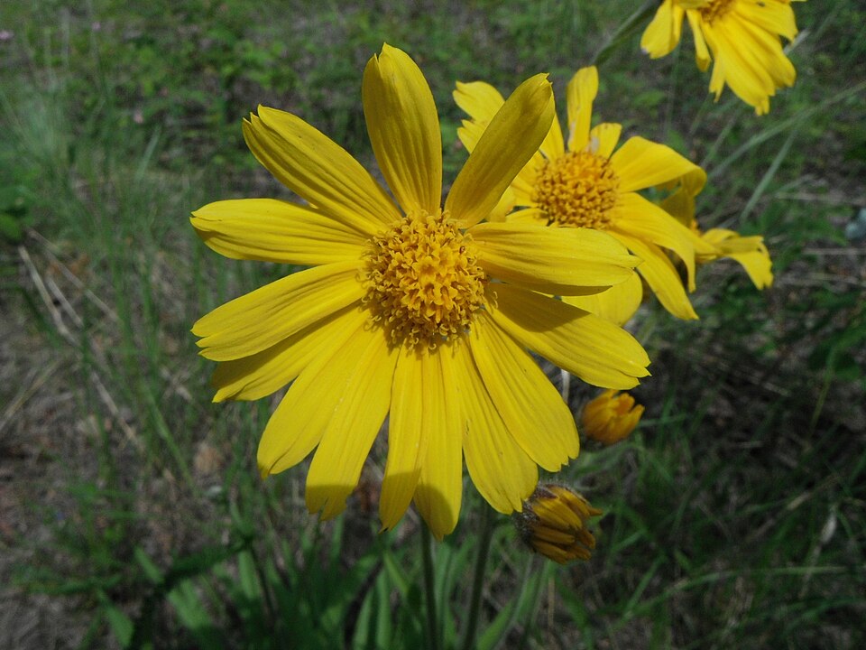 Arnica