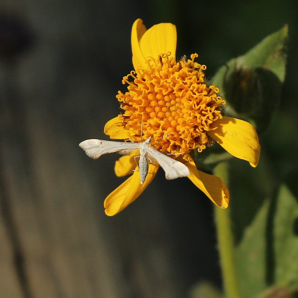 Arnica
