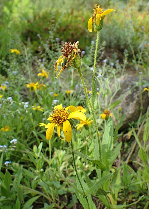 Clasping Arnica