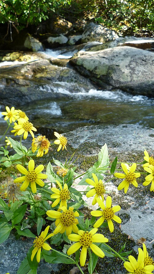 Clasping Arnica