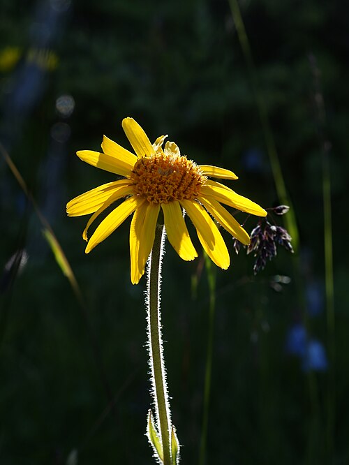 Serpentine Arnica