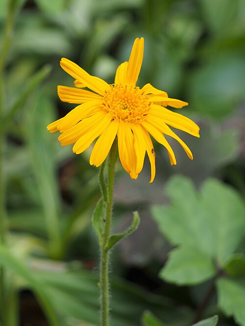 Serpentine Arnica